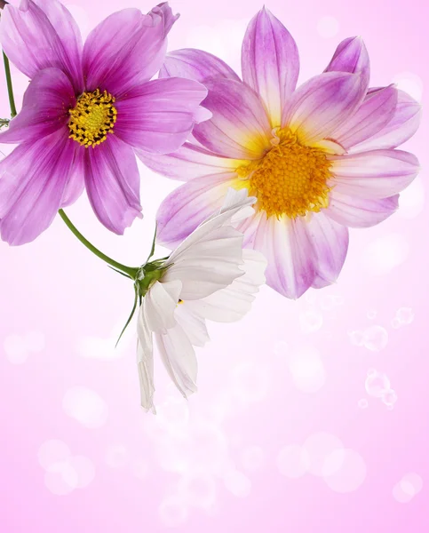 Dekorativa pink exotiska flowers.holidays kort — Stockfoto