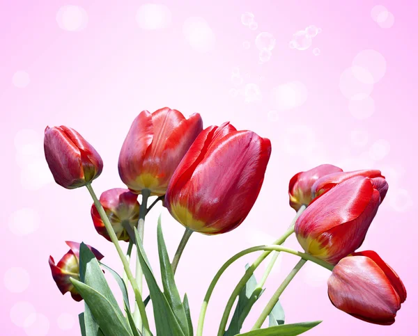 Όμορφα λουλούδια card.floral φόντο — Φωτογραφία Αρχείου