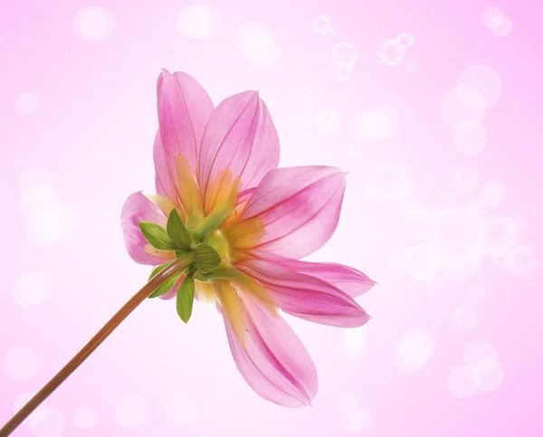 Krásné květiny card.floral pozadí — Stock fotografie