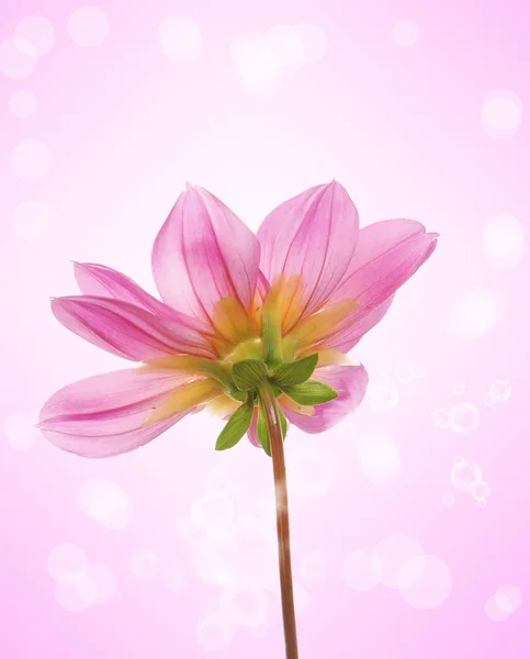 Beautiful flowers card.Floral background — Stock Photo, Image