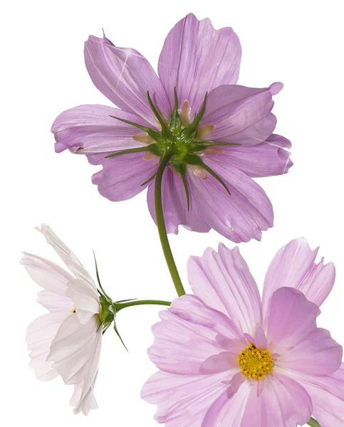 Blume schöne dekorative Karte — Stockfoto