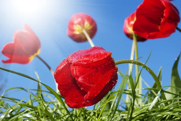 Krásné červené tulipány na pozadí modré slunečné nebe — Stock fotografie