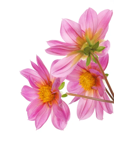 Flor hermosa tarjeta decorativa — Foto de Stock