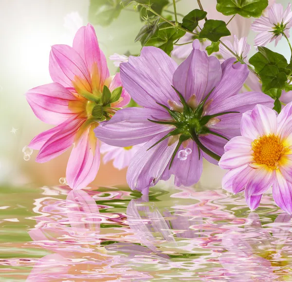 Nature flowers beautiful background — Stock Photo, Image