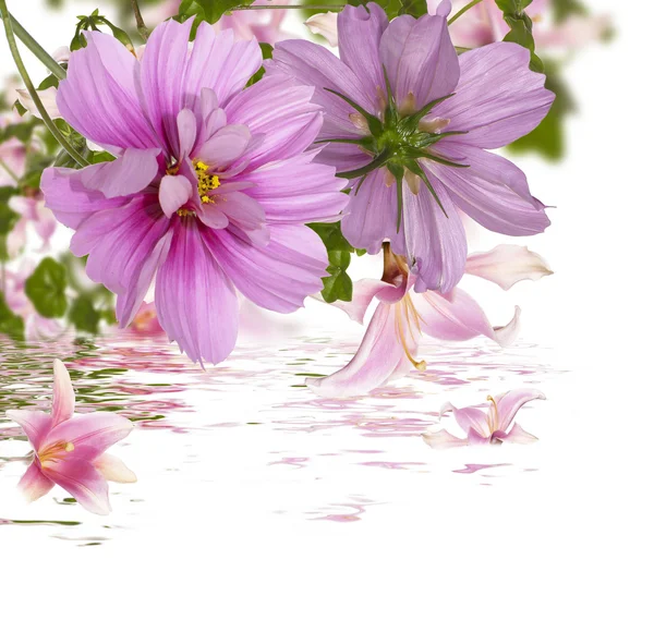 Exotic flowers. Flora background — Stock Photo, Image