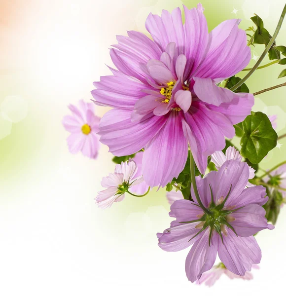 Exotic flowers. Flora background — Stock Photo, Image