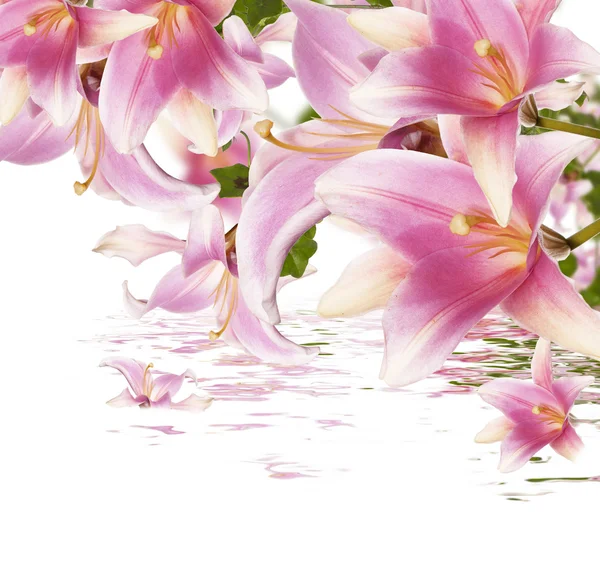 Exotische bloemen. Flora achtergrond — Stockfoto