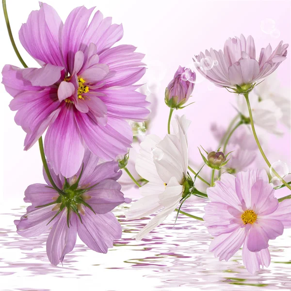 Exotic flowers. Flora background Stock Image