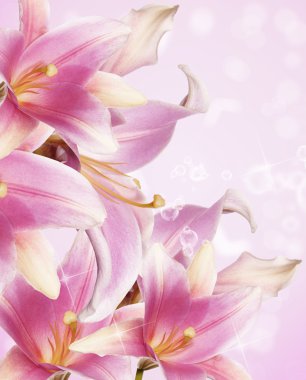 güzel çiçek kartı. pembe lily