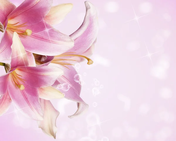 Beautiful flowers card. Pink lily — Stock Photo, Image