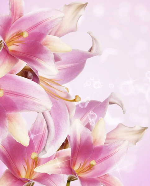 Güzel çiçek kartı. pembe lily — Stok fotoğraf