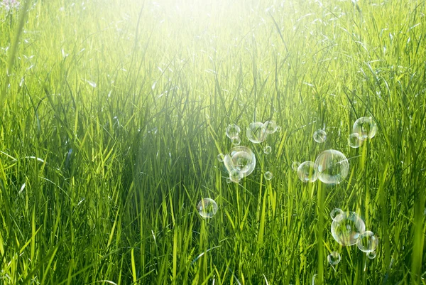 Frühling Natur background.green Gras — Stockfoto