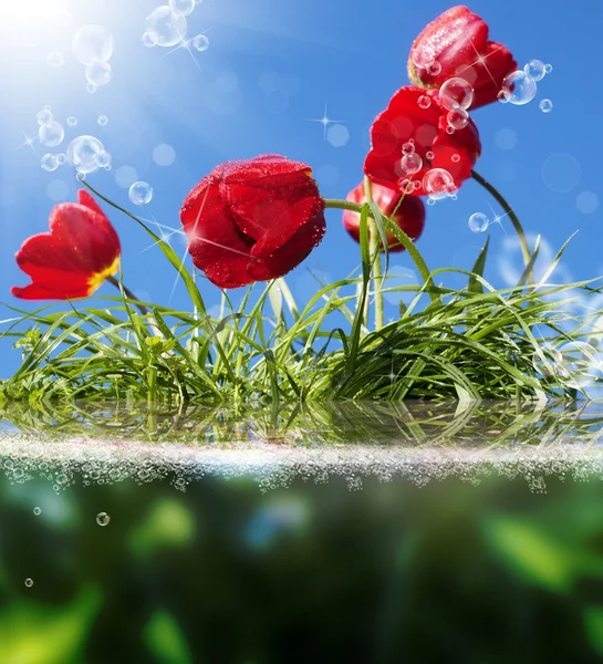 Mooie bloemen card.red tulpen — Stockfoto