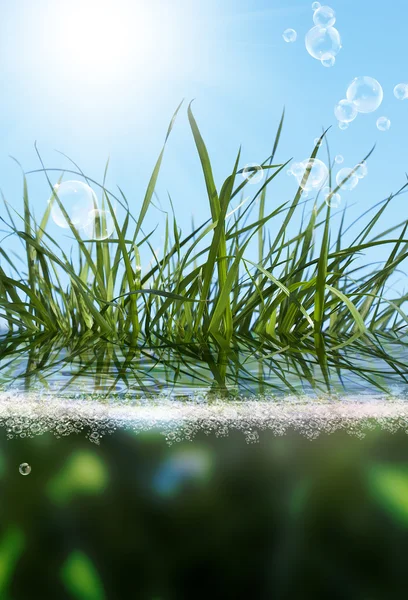 美しい緑の grass.flora の背景 — ストック写真