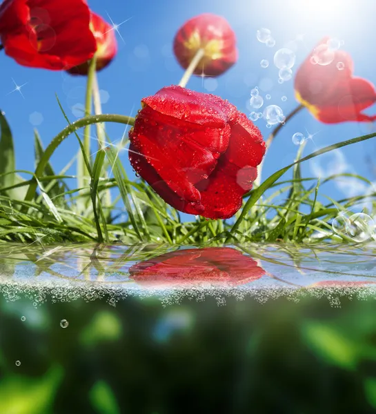 Schöne Blumen kard.rote Tulpen — Stockfoto