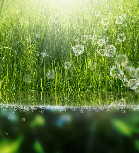 Vackra gröna grass.flora bakgrund — Stockfoto