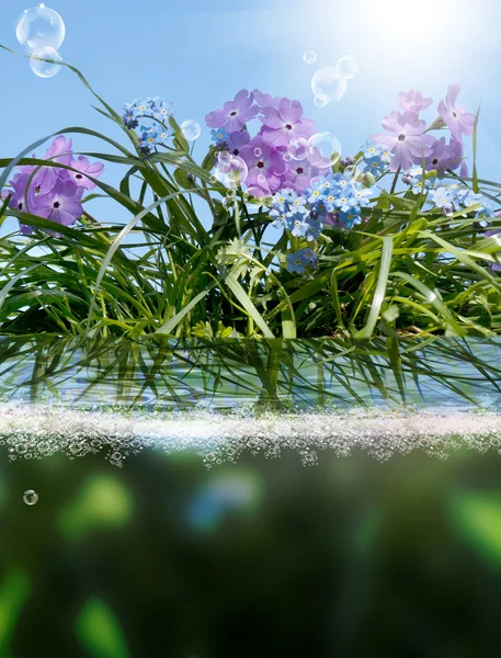 Schöne Blumen card.floral Hintergrund — Stockfoto