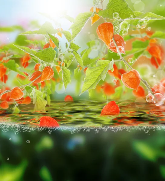 Flora exotic tropical background — Stock Photo, Image
