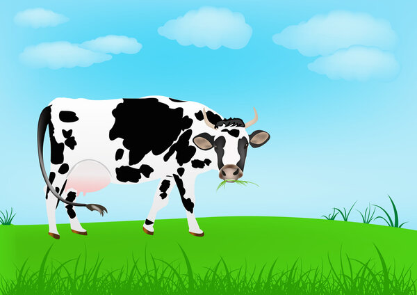 Dairy cow