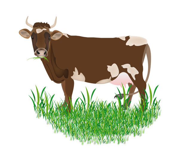 Dairy cow over white background.Vector illustration