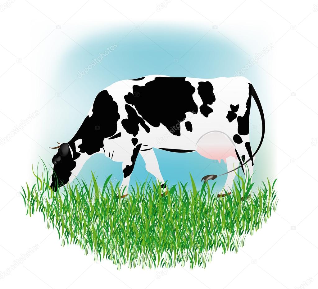 Dairy cow over white background.Vector illustration — Stock Vector