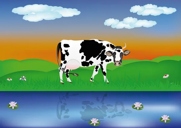 Dairy cow over summer green meadow at river — Stock Photo, Image