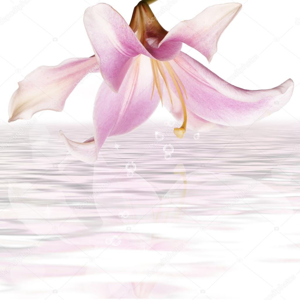 Pink beautiful lily on a water.Spa background