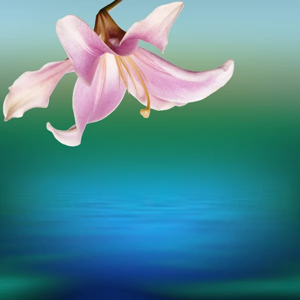 Flower exotic pink lily on a dawn sea background