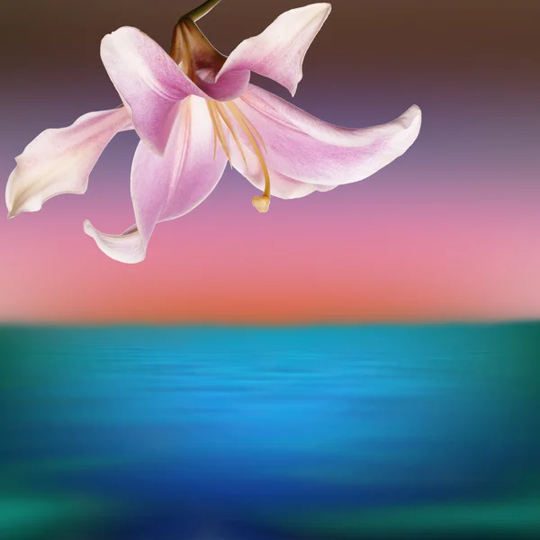 Flower exotic pink lily on a sundown sea background — Stock Photo, Image