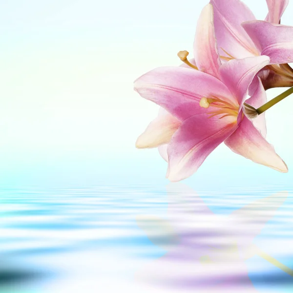 Flor exótica rosa lirio sobre un fondo amanecer agua — Foto de Stock