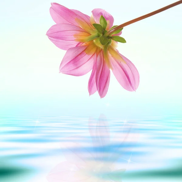 Exotic pink flower on a water dawn background