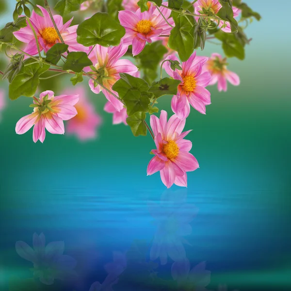 Exotic pink flower on a water dawn background — Stock Photo, Image