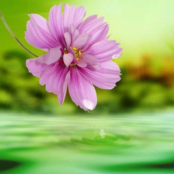 Εξωτικό τροπικό λουλούδι σε ένα νερού φύσης background.summer — Φωτογραφία Αρχείου