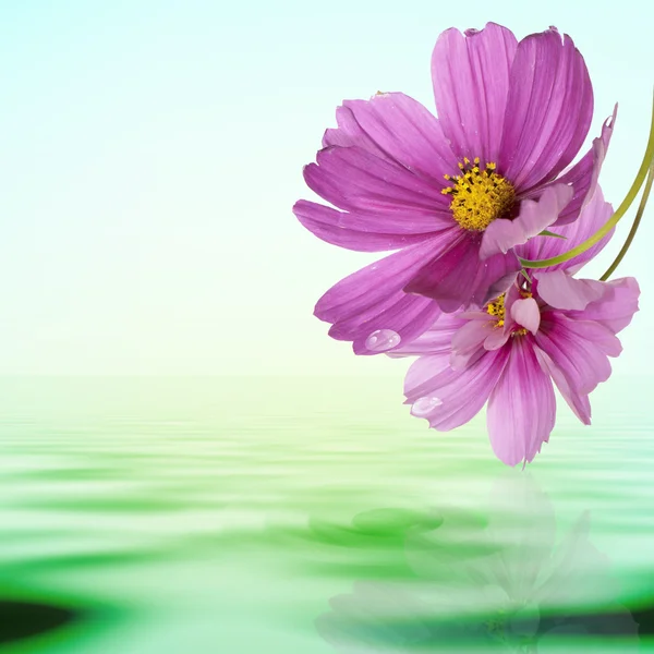 Exotic tropical flower on a water background — Stock Photo, Image