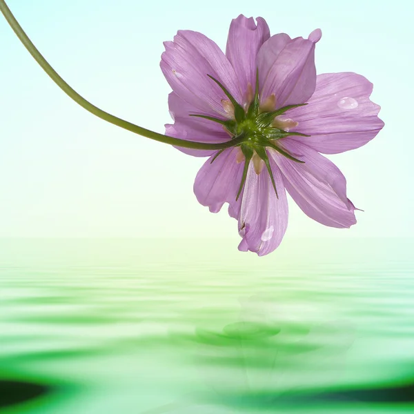 Εξωτικό τροπικό λουλούδι σε ένα φόντο του νερού — Φωτογραφία Αρχείου