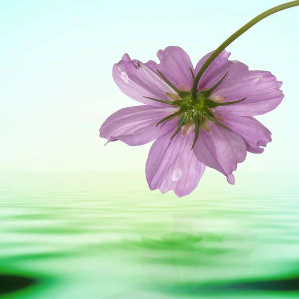 Exotische tropische Blume auf einem Wasserhintergrund — Stockfoto