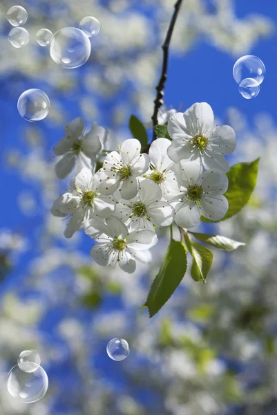 Весна квітка фону. Травень — стокове фото