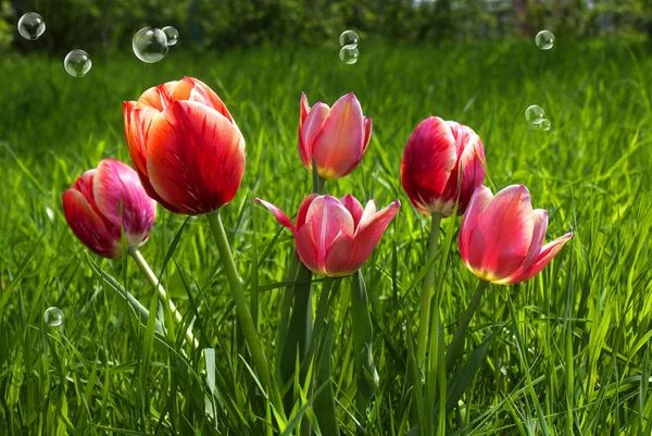 Rote Tulips.spring Hintergrund — Stockfoto