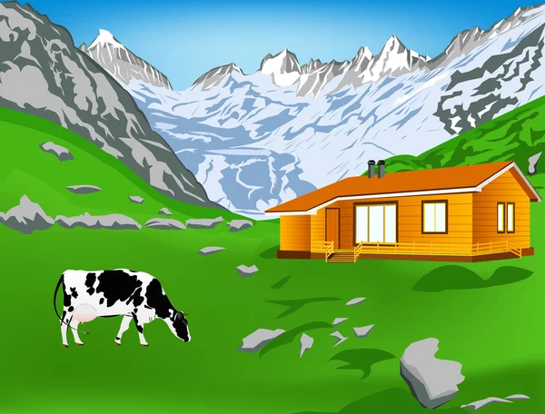 Dairy cow on a alps mountains — Stock Photo, Image