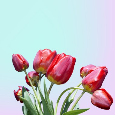 bahar bahçe güzel flower.flower kartı