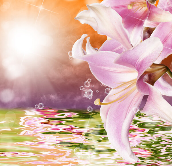 Экзотические тропический закат и вода красивый цветок
