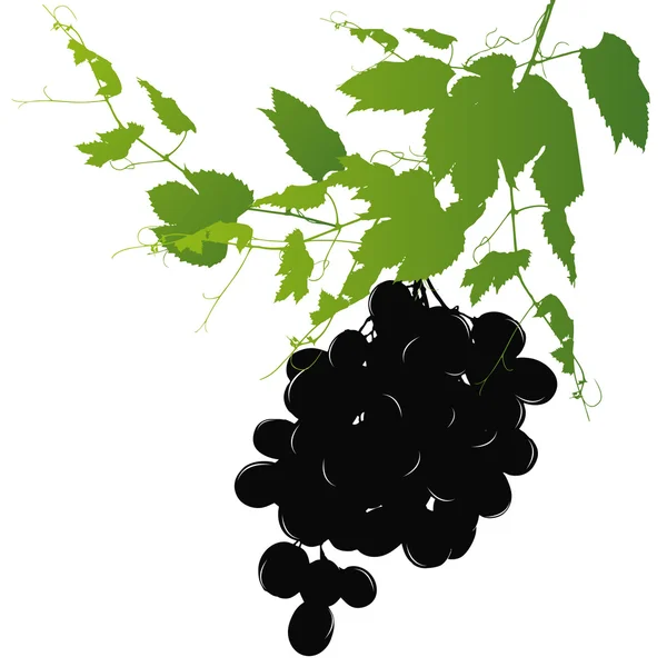 Dojrzałe kiść winogron z winorośli na białym tle — Zdjęcie stockowe