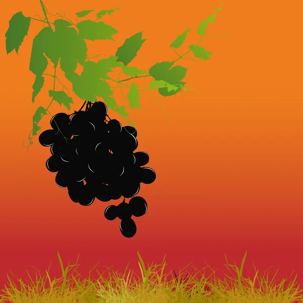 Dojrzałe kiść winogron z winorośli na tle przyrody — Zdjęcie stockowe
