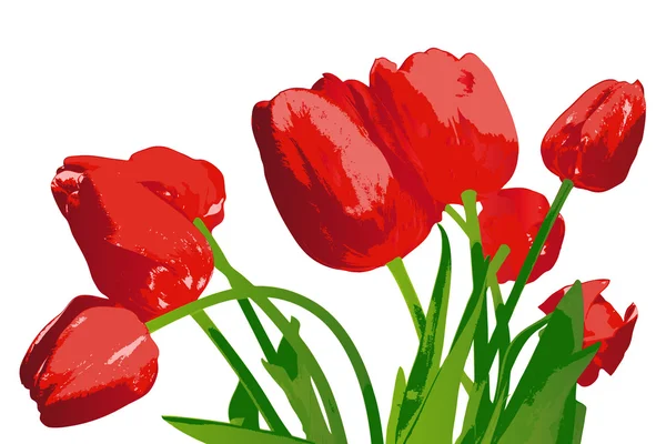 Tulipán de jardín rojo ramo sobre fondo blanco.Vector — Vector de stock