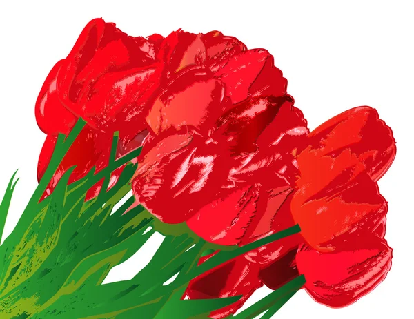 Bouquet red garden tulip on a white background — Stock Photo, Image