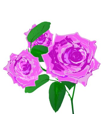 Beyaz background.holiday card.vector üzerinde güzel pembe Gül