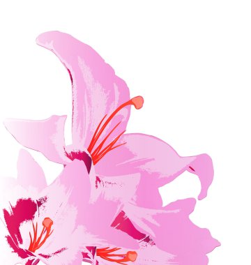 Beyaz background.holiday card.vector güzel pembe lily