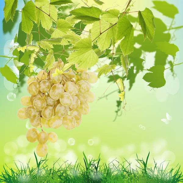 Ripe green grape.Season nature — Stock Photo, Image