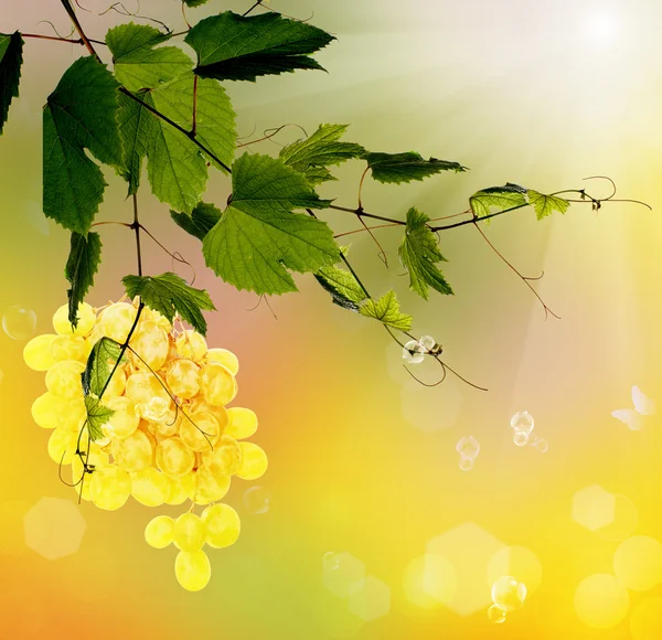 Reife Traubensträuße der Saison Natur.Sommertrauben — Stockfoto