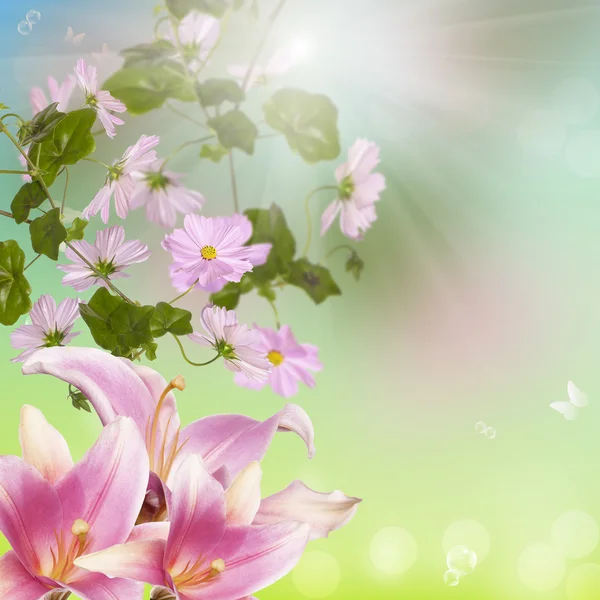 Summer beautiful flower.Nature season — Stock Photo, Image